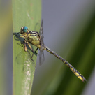 Gomphus flavipes
